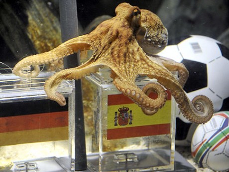 Germany Soccer WCup Octopus Oracle